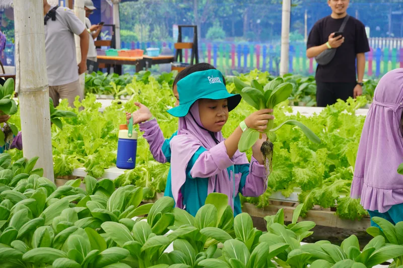 Murid TK Bintang Madani mengangkat pakcoy hasil panen di kebun hidroponik