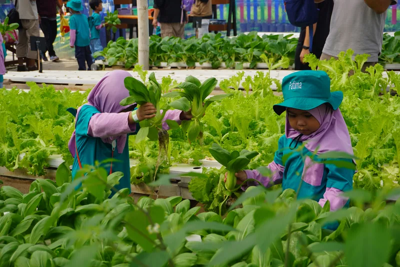 Dua murid TK memanen selada dan pakcoy di kebun hidroponik sekolah