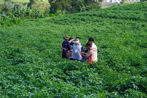Murid SMP mengamati tanaman di ladang bersama kelompoknya
