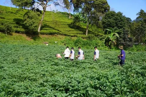 Murid SMP menyusuri hamparan kebun teh saat penelitian lapangan