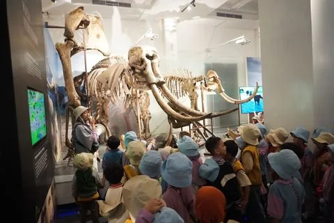 Murid TK memperhatikan kerangka gajah purba di ruang pamer museum